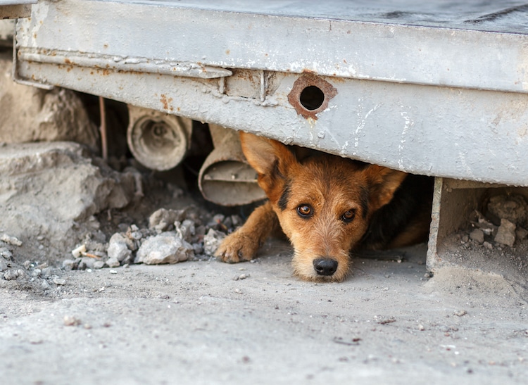 how do you rescue a stray dog