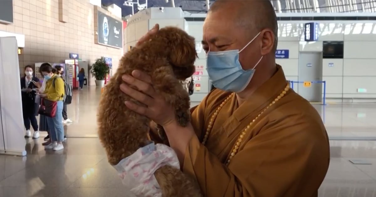 Buddhist Monk Rescues 8,000 Stray Dogs in China and Finds Them New