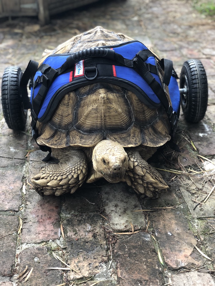 Disabled Tortoise Custom Wheelchair