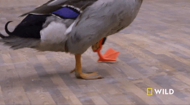Waddles the Duck obtient une jambe prothétique imprimée en 3D