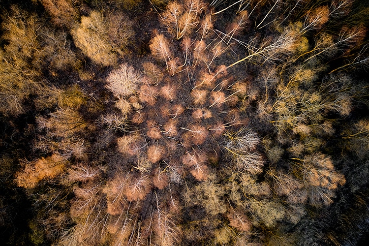 drone planteur d'arbres 