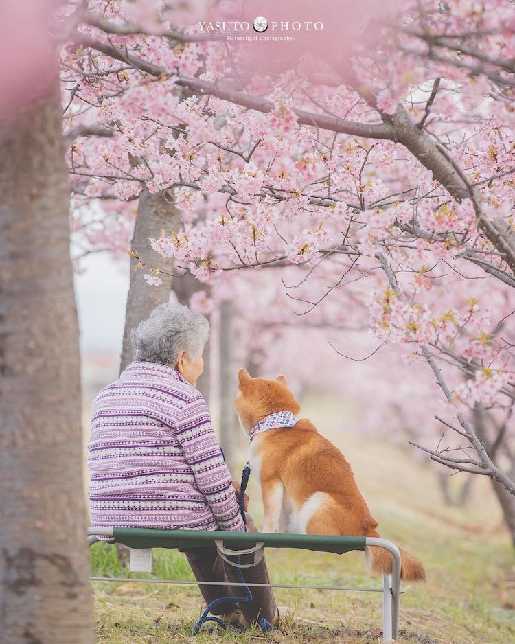 Grandmother With Shiba Inu Photos by YASUTO