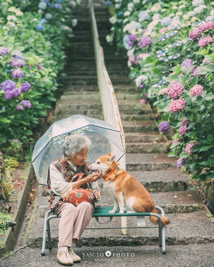 Grandmother With Shiba Inu Photos by YASUTO