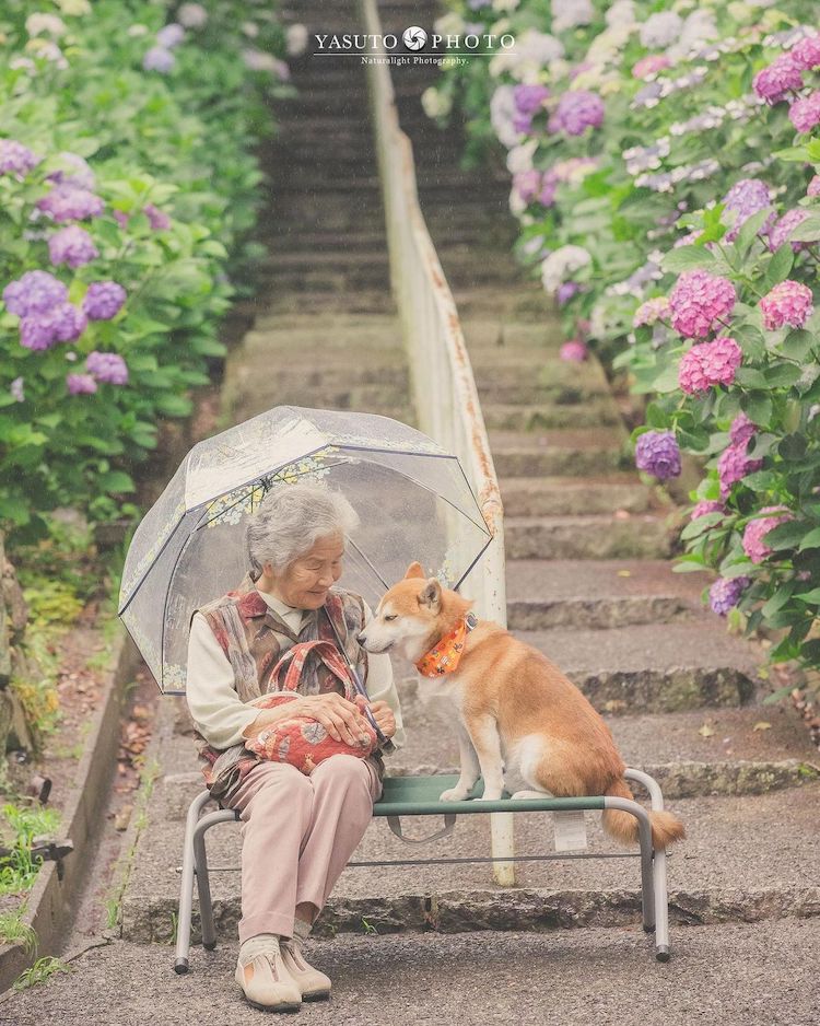 Grandmother With Shiba Inu Photos by YASUTO