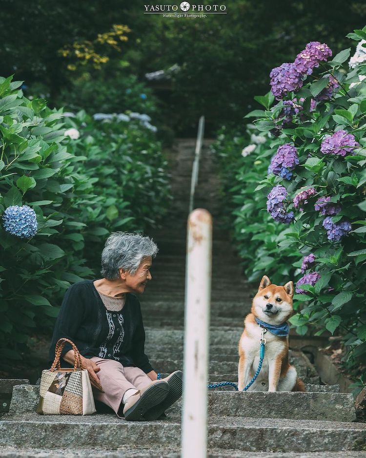 abuela con shiba inu en japón por YASUTO