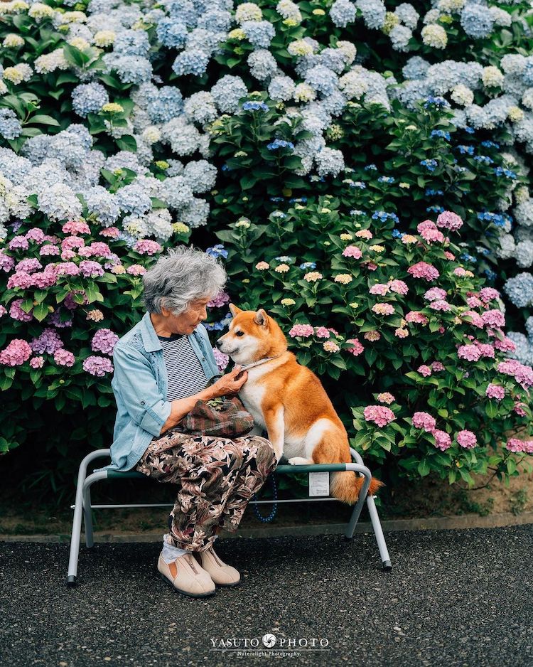 Grandmother With Shiba Inu Photos by YASUTO