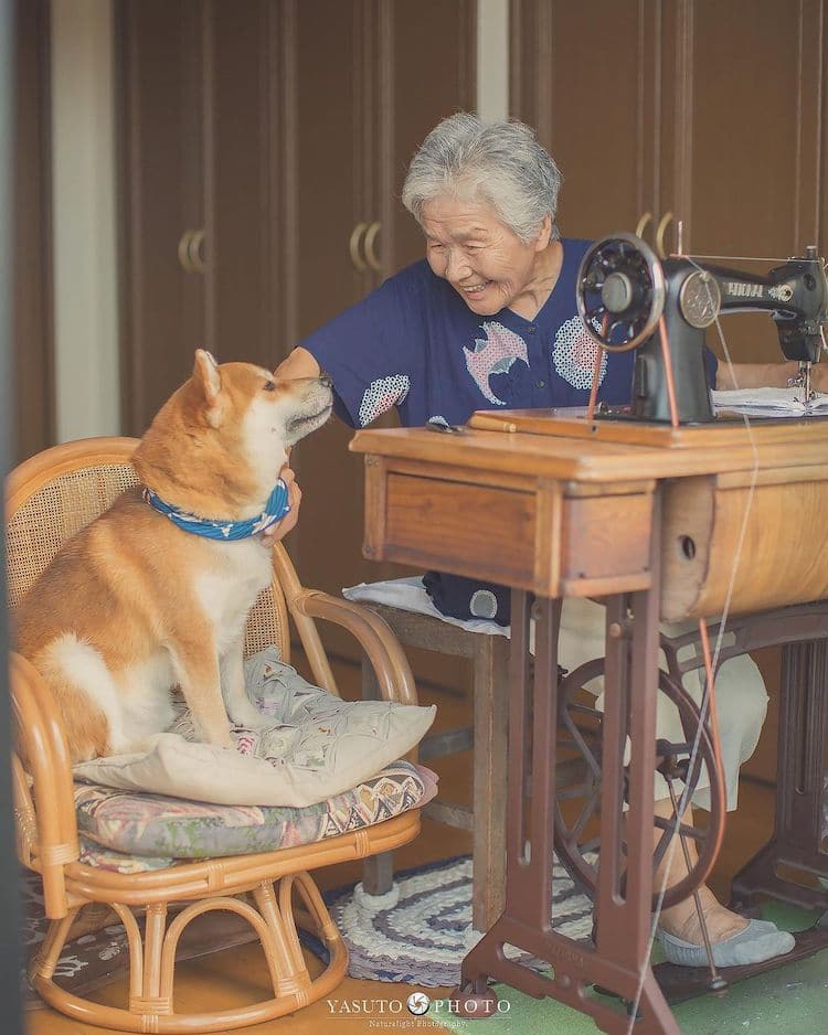 abuelita con shiba inu en japón por YASUTO