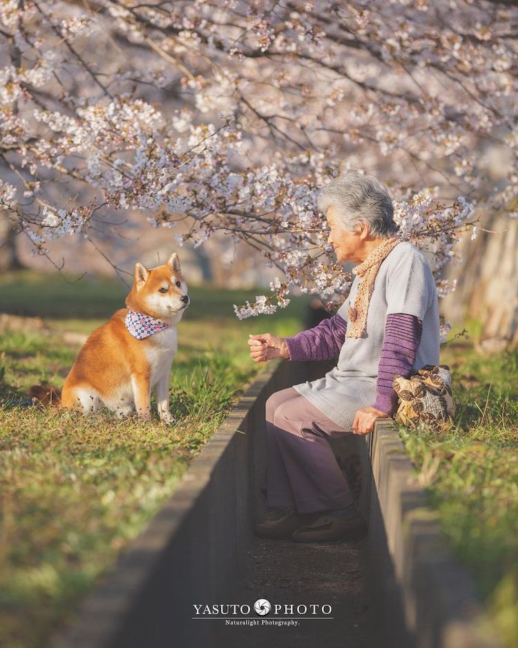 Grandmother With Shiba Inu Photos by YASUTO