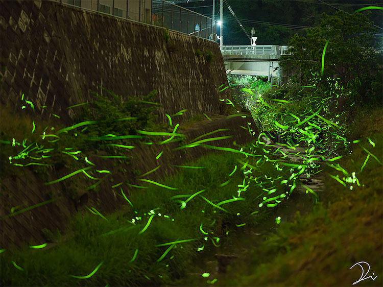 luciérnagas de noche en temporada hotaru de japón
