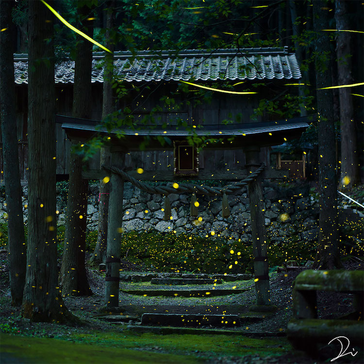 luciérnagas de noche en temporada hotaru de japón