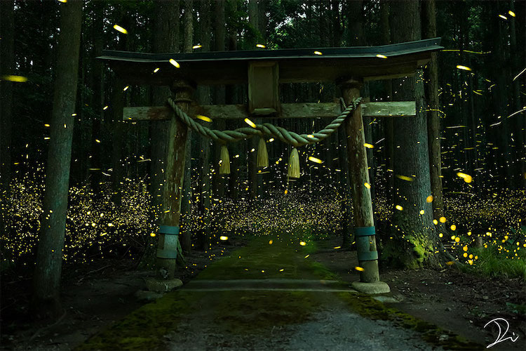Japanese Firefly Photos by Usadadanuki