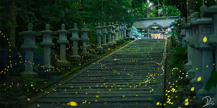 Japanese Firefly Photos by Usadadanuki