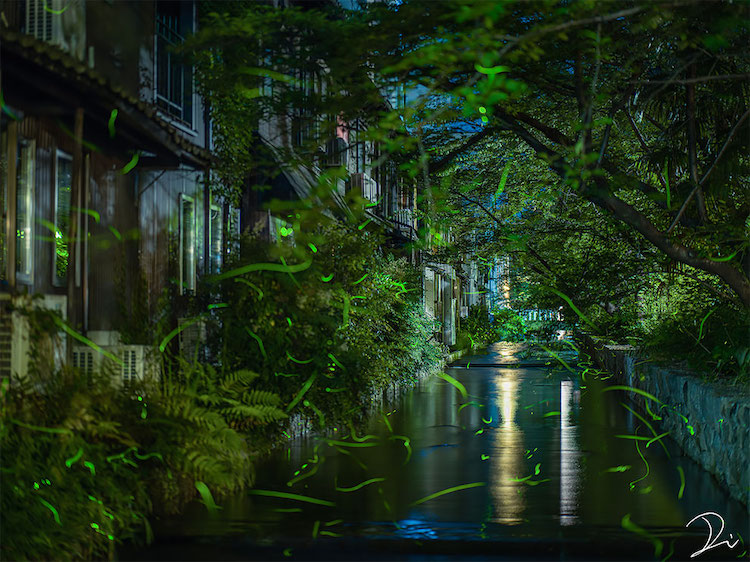 Photographer Captures the Magical Firefly Season in Japan