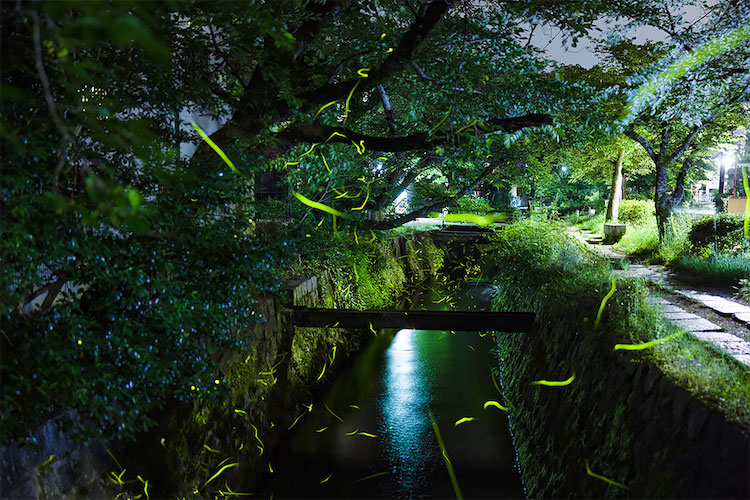 Japanese Firefly Photos by Usadadanuki