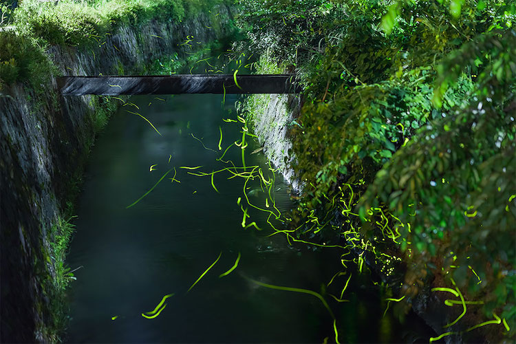 luciérnagas de noche en temporada hotaru de japón