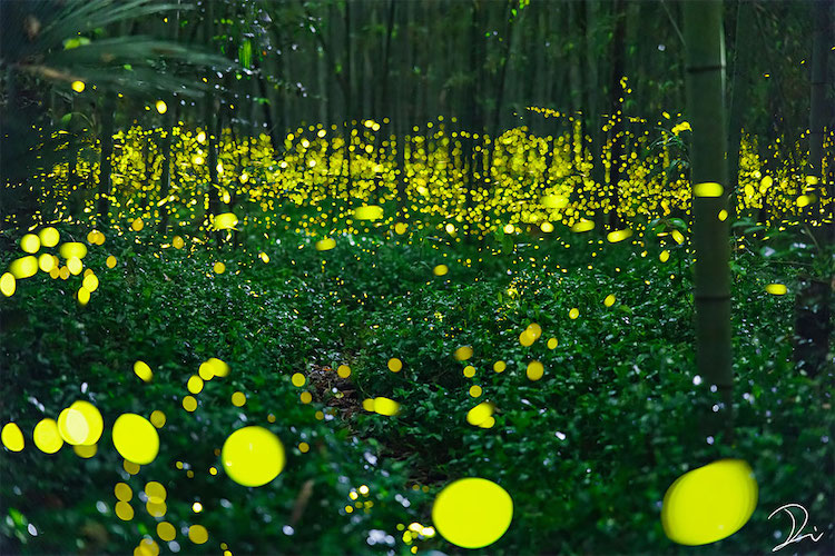 luciérnagas de noche en temporada hotaru de japón