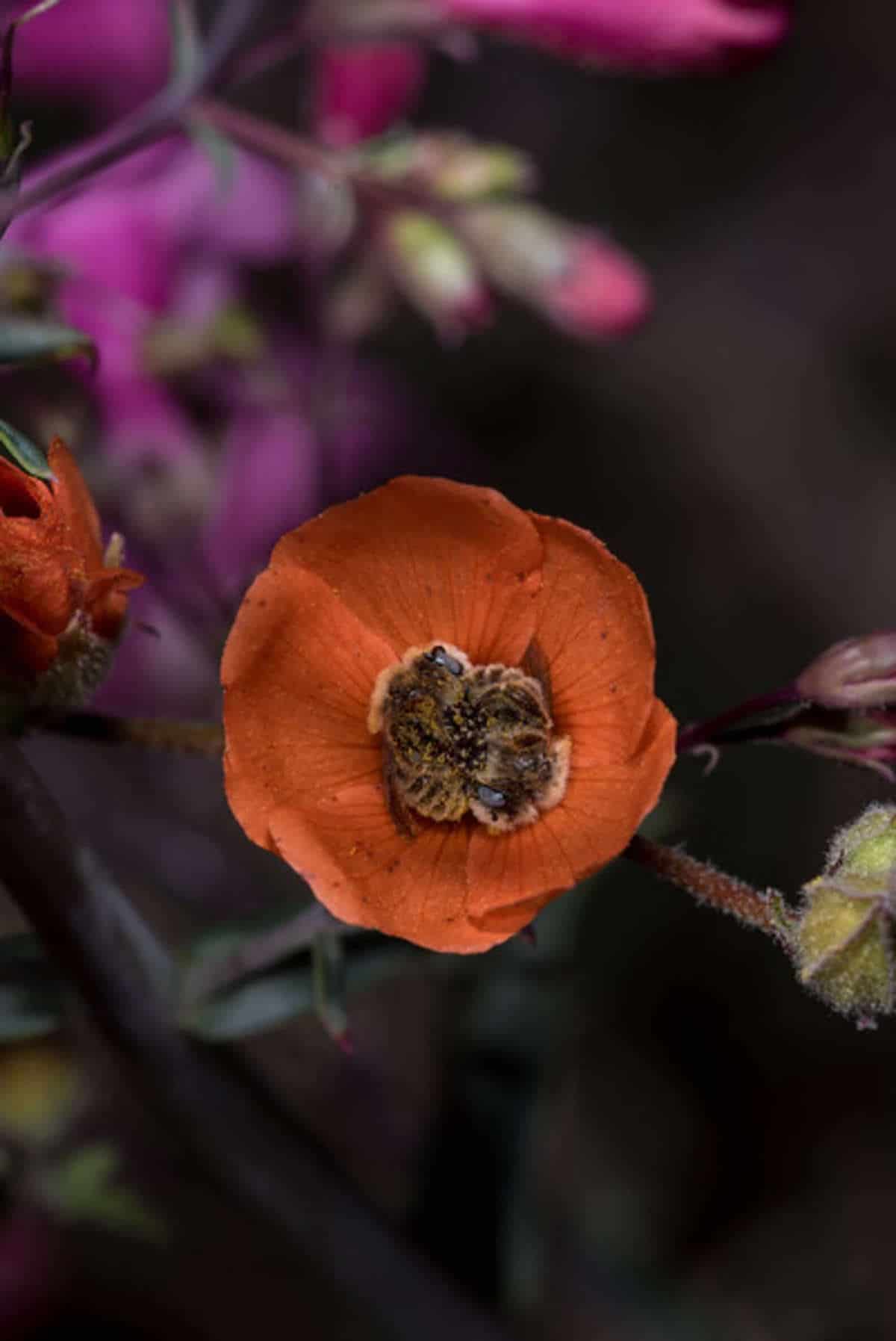 Bees Sleeping in a Globe Mallow Flower