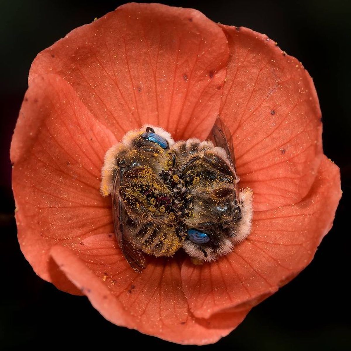Bees Sleeping in a Globe Mallow Flower