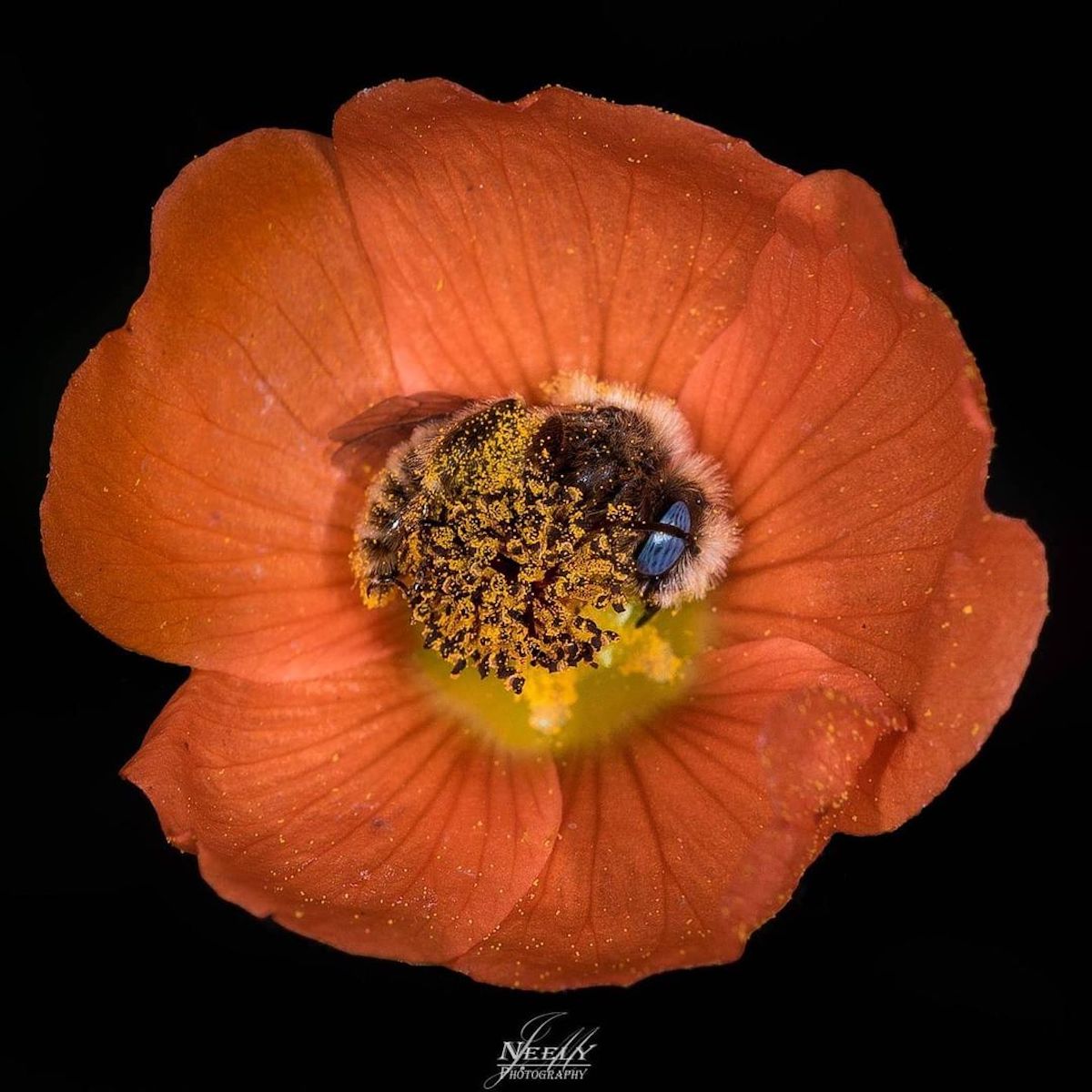 Abeilles dormant dans une fleur 