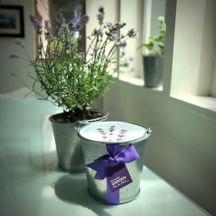 Lavender Pail Kit