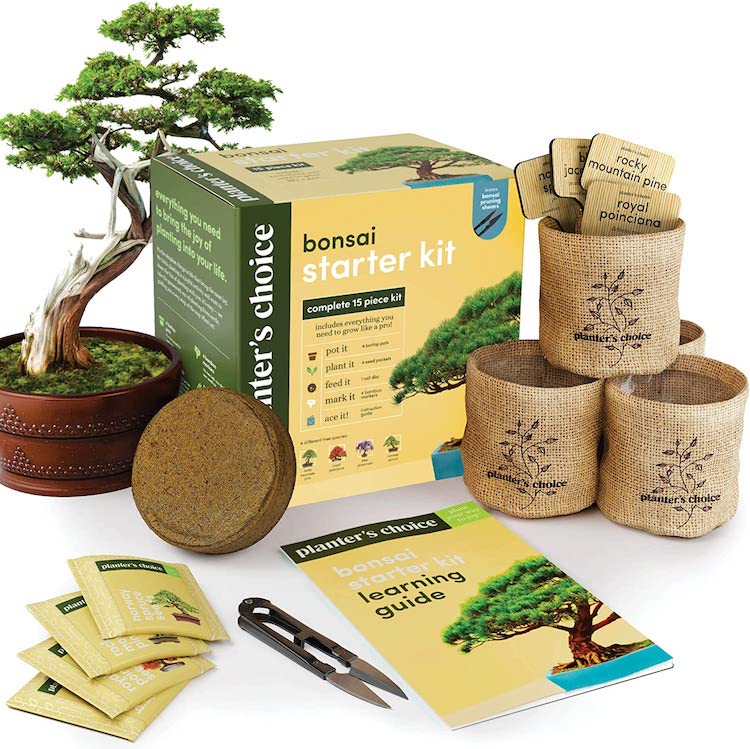 Bonsai Growing Kit for Sale