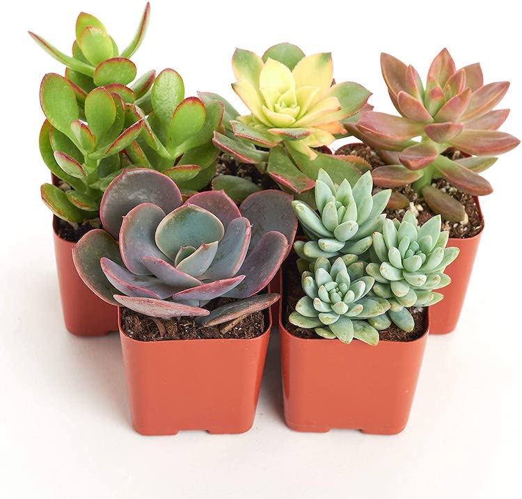 Live Succulents for Sale