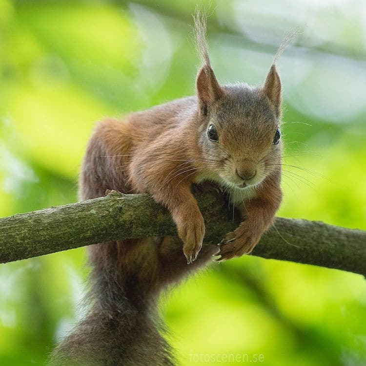 Squirrel Photos by Johnny Kääpä