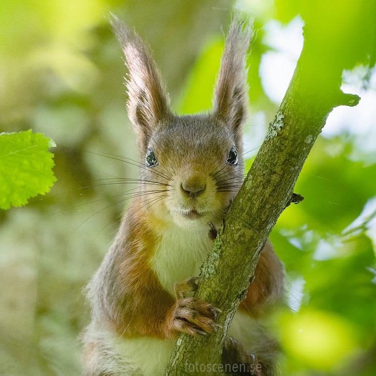 Squirrel Photos by Johnny Kääpä