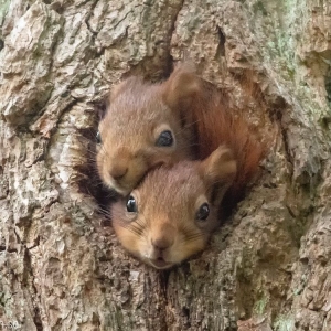 Candid Squirrel Photos Reveal the Intimate Lives of Furry Forest Friends