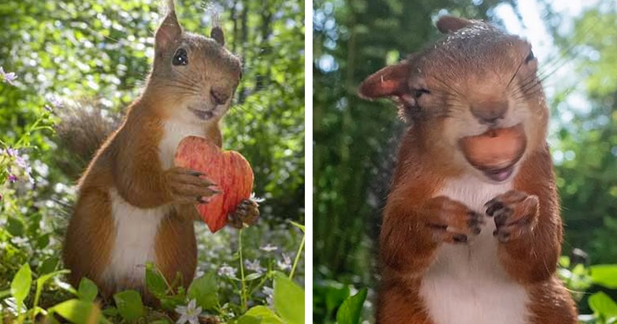 Candid Squirrel Photographs Expose the Personal Life of Furry Forest Pals