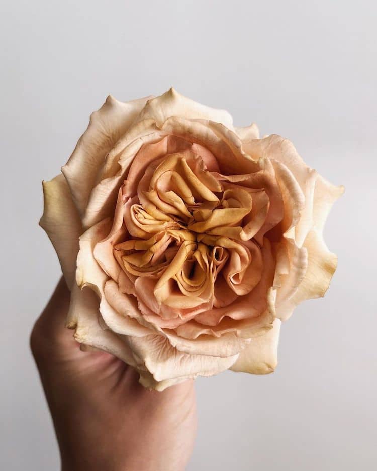 Realistic Sugar Flowers by Finespun Cakes