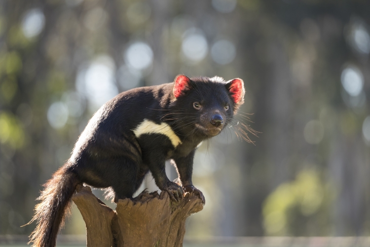 Tasmanian Devil Joeys Born in Australia