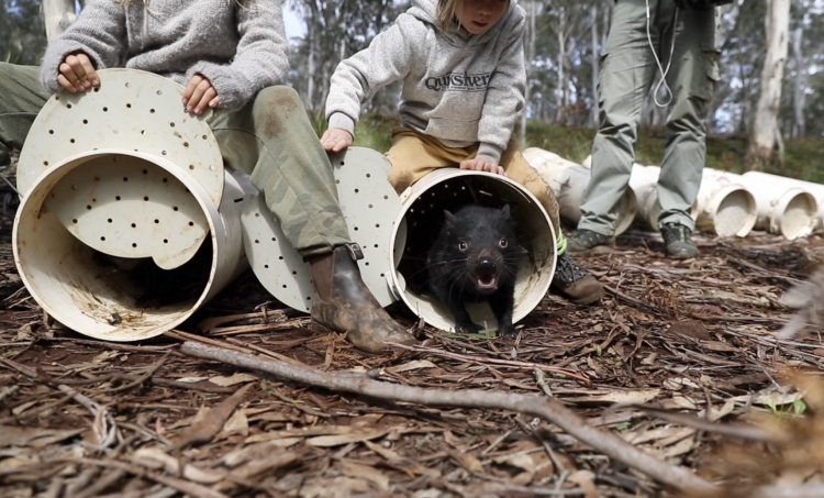 Wild Tasmanian Devils