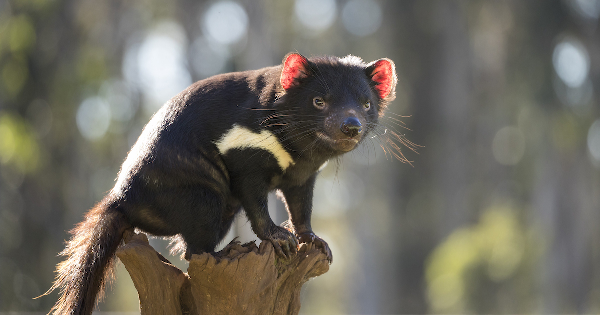Tasmanian Devils Were Born in Australia for the First Time in 3,000 Years
