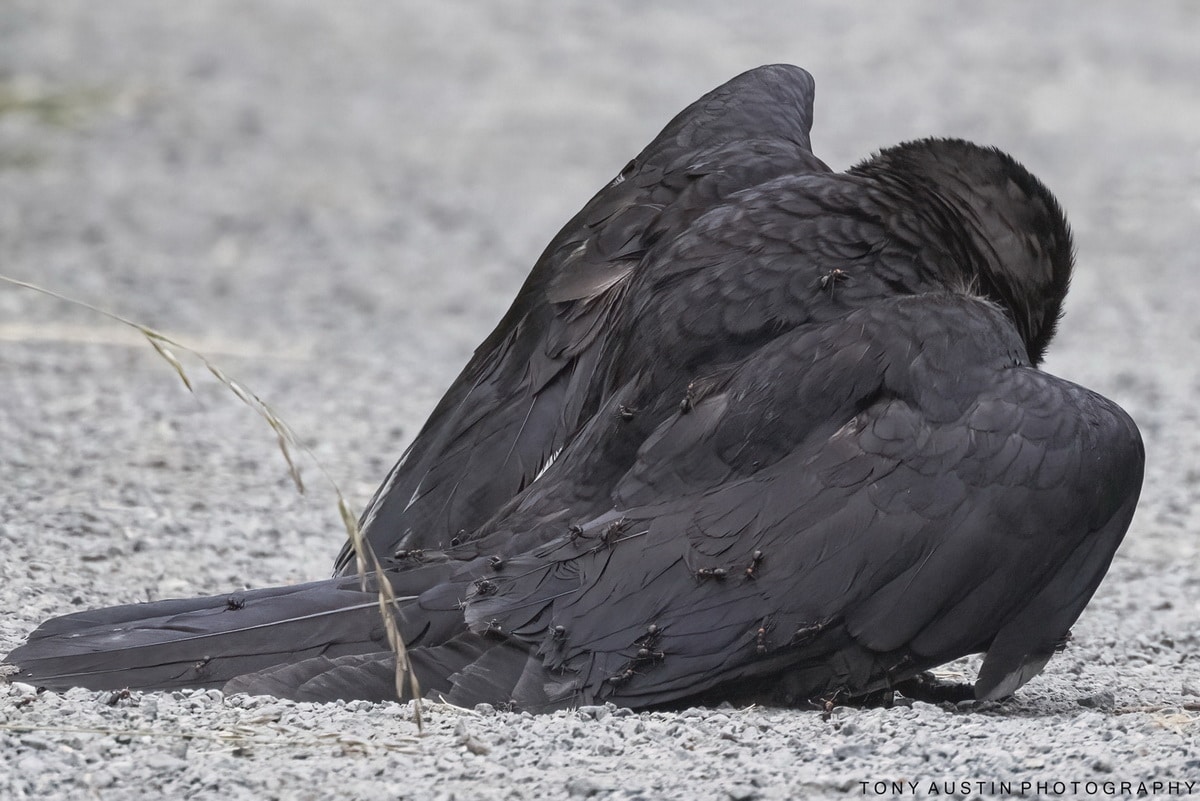 Crow Anting