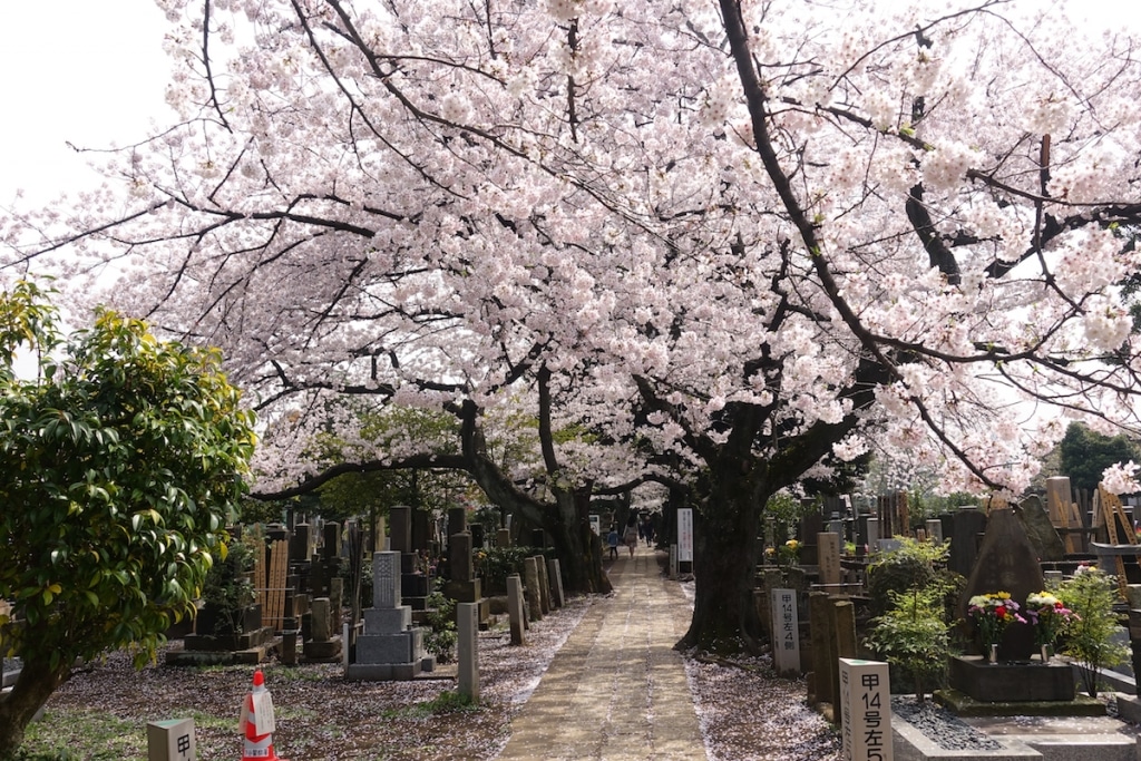 Japan’s “Tree Burials” Are a Popular Alternative to