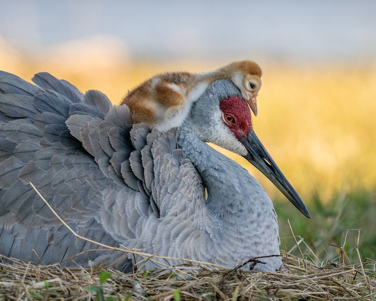 Newborn Sandhill Crane Resting Atop Its Mother