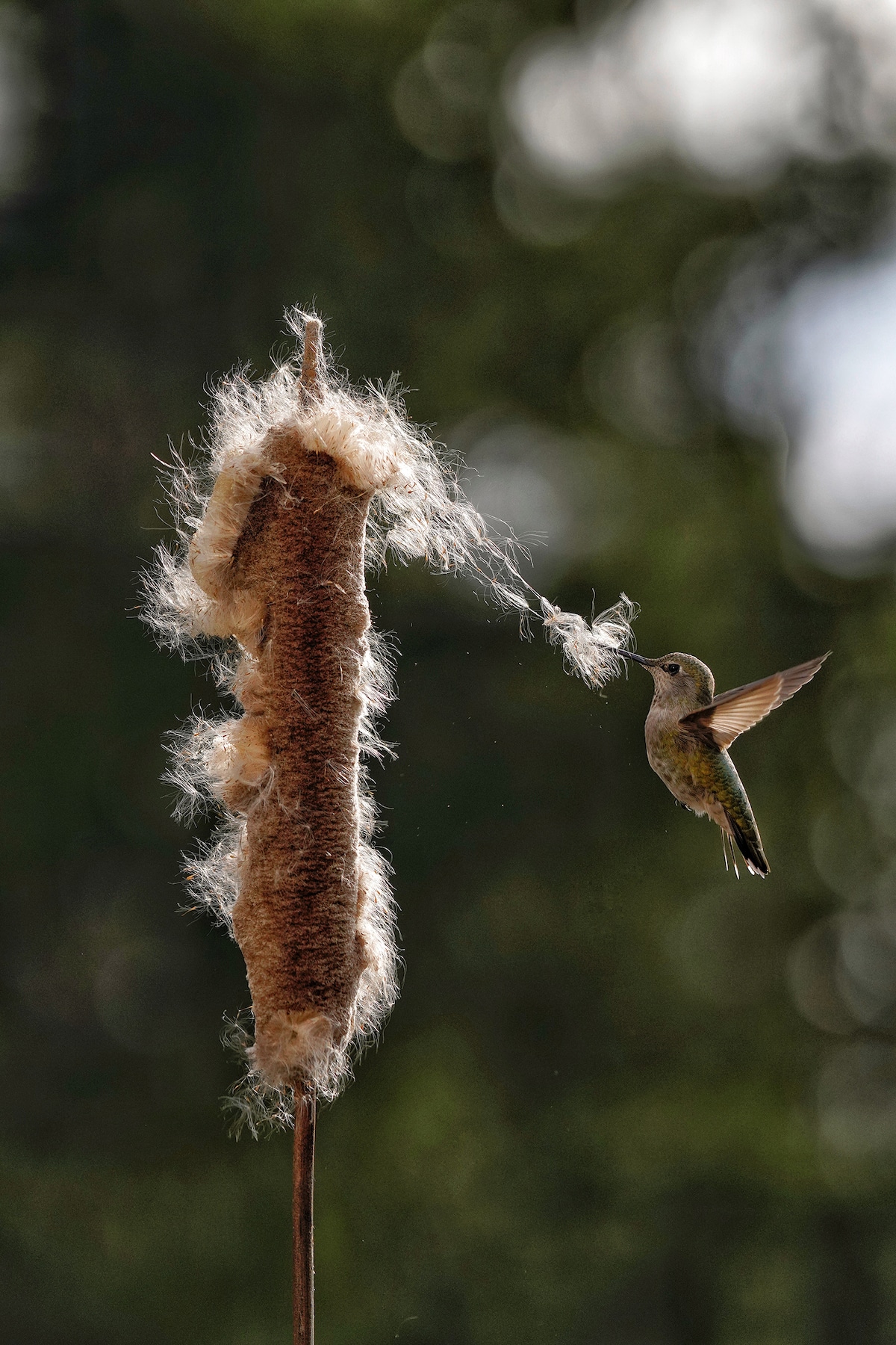 Un colibri d'Anna arrachant des graines d'une quenouille