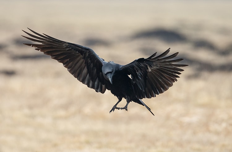 Crows are Intelligent Enough to Understand The Concept of Zero