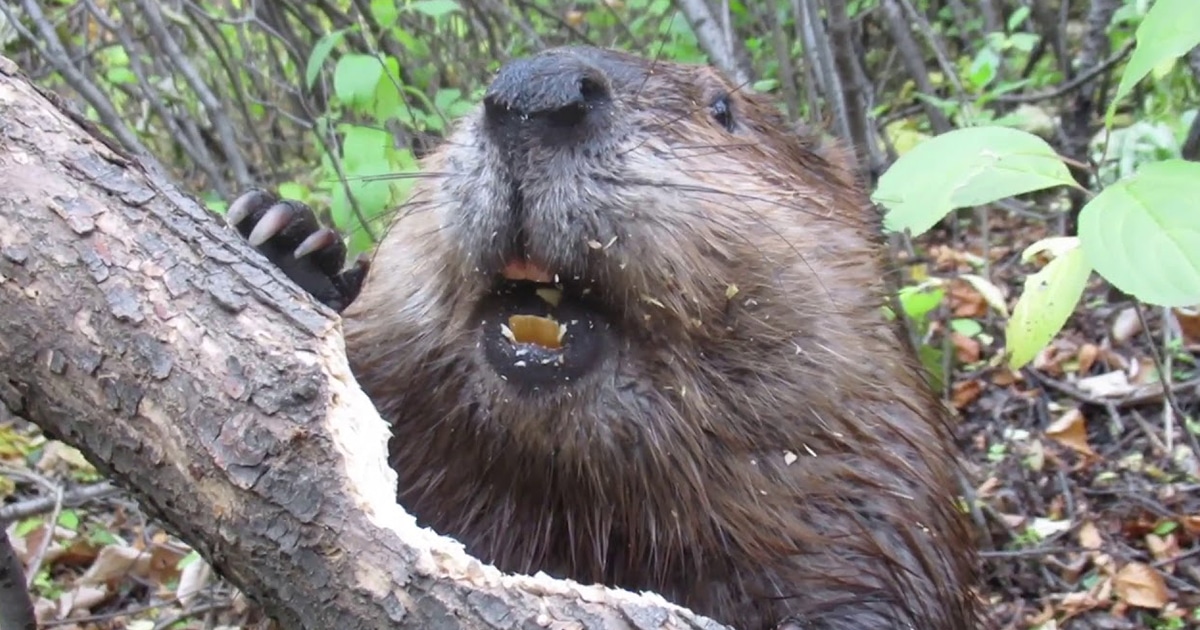 Fascinating Footage Shows a Busy Beaver Chewing Through a Tree