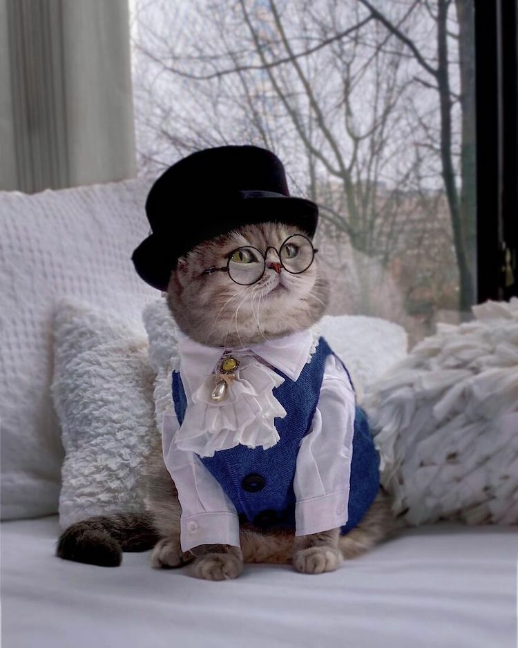 Benson the Cat in Cute Outfits