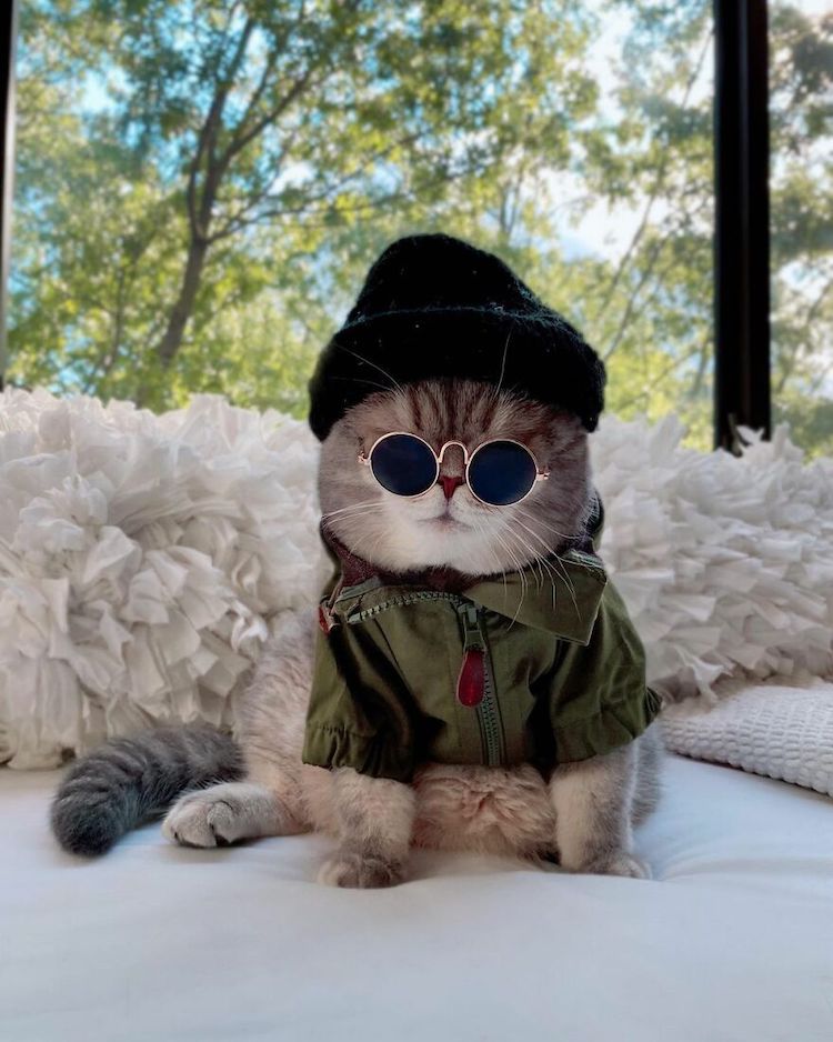 Benson the Cat in Cute Outfits