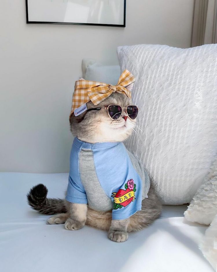 real cats in clothes