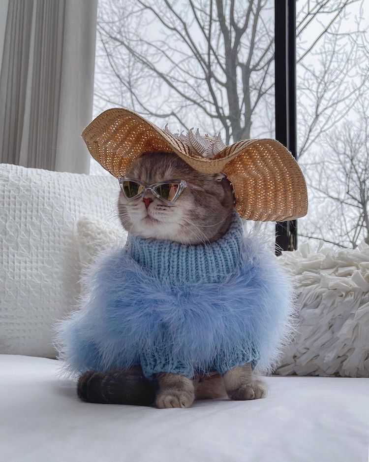 real cats in clothes