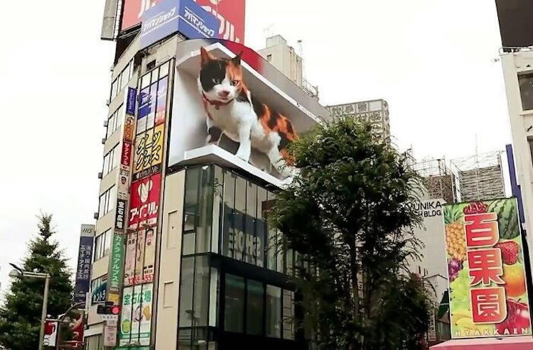 3D Cat Billboard in Tokyo