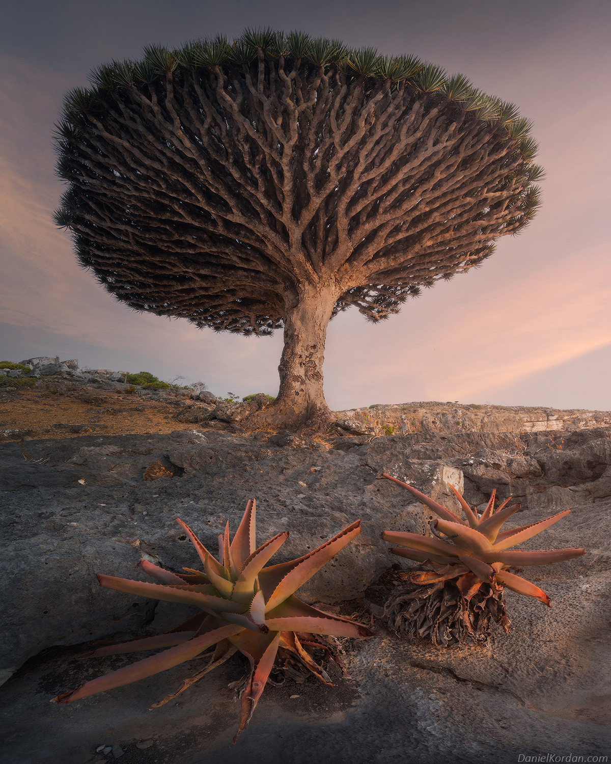 Daniel Kordan photographie Dragonnier de Socotra