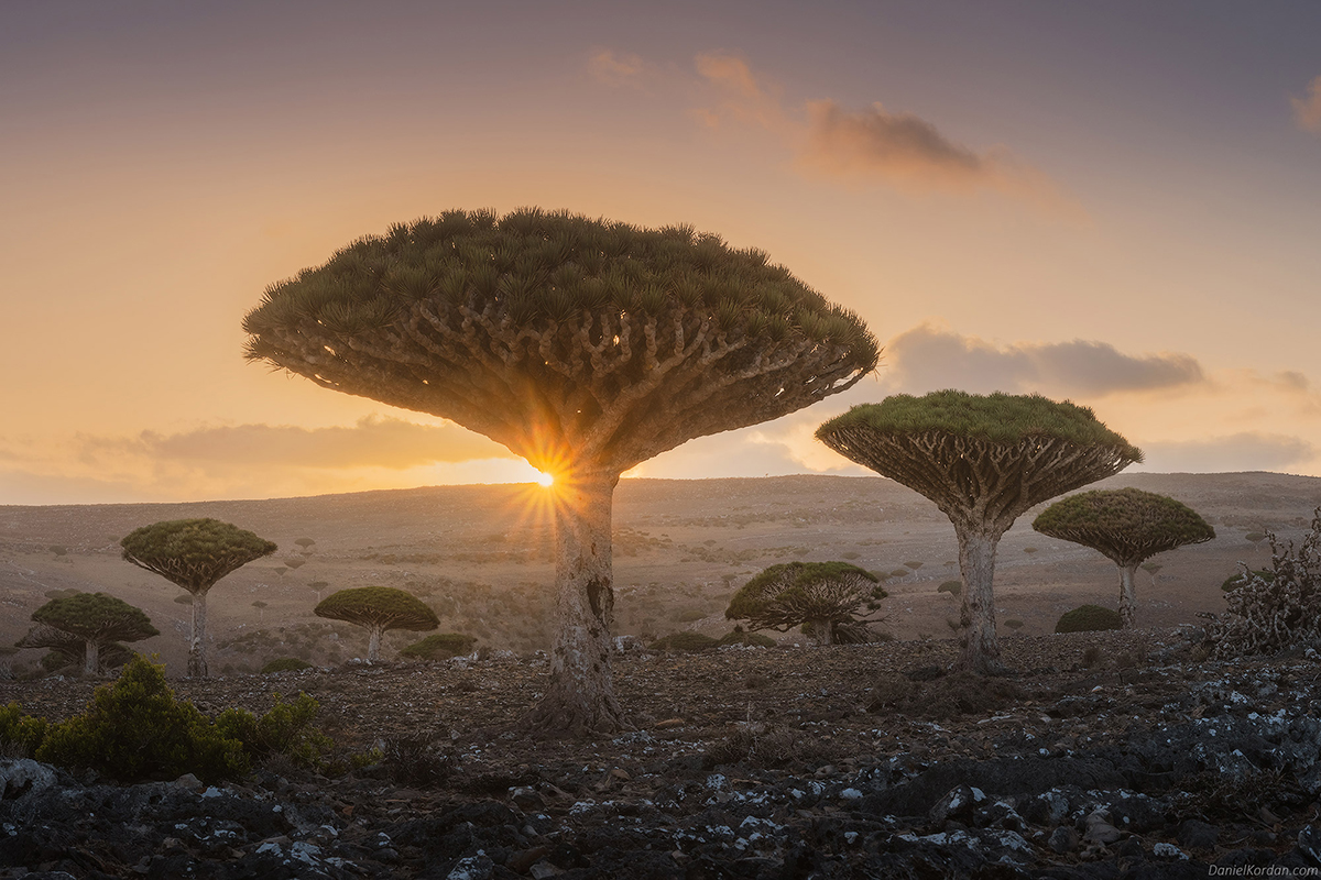 Daniel Kordan photographie Dragonnier de Socotra