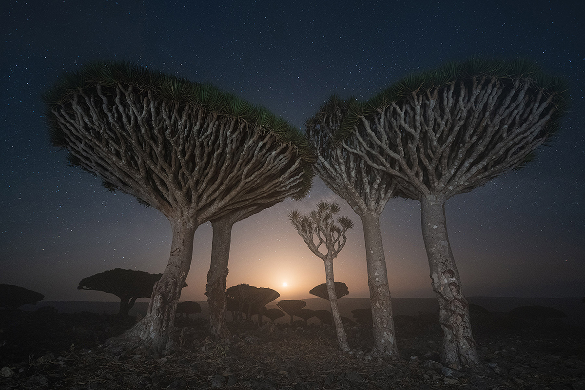 Daniel Kordan photographie Dragonnier de Socotra