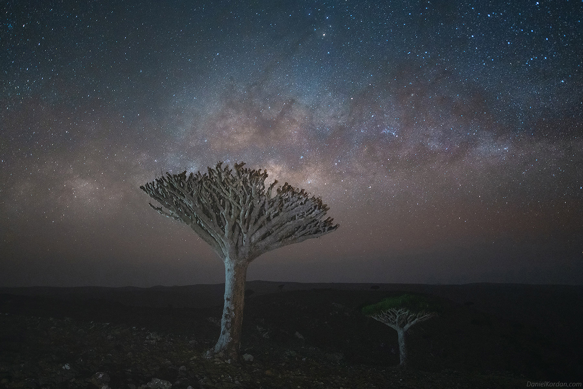 Fotos de un árbol de sangre de dragón en Socotra de Daniel Kordan