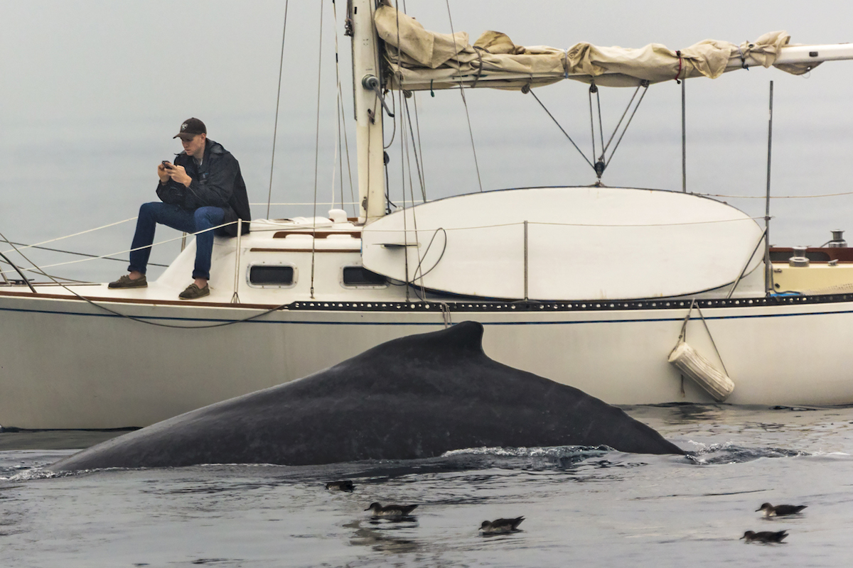 La première photo virale d'Eric Smith, sur laquelle on voit un homme regarder son portable tandis qu'une baleine émerge de l'eau 